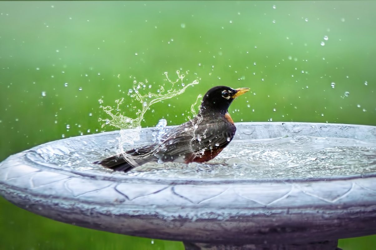 vogelbadje steen