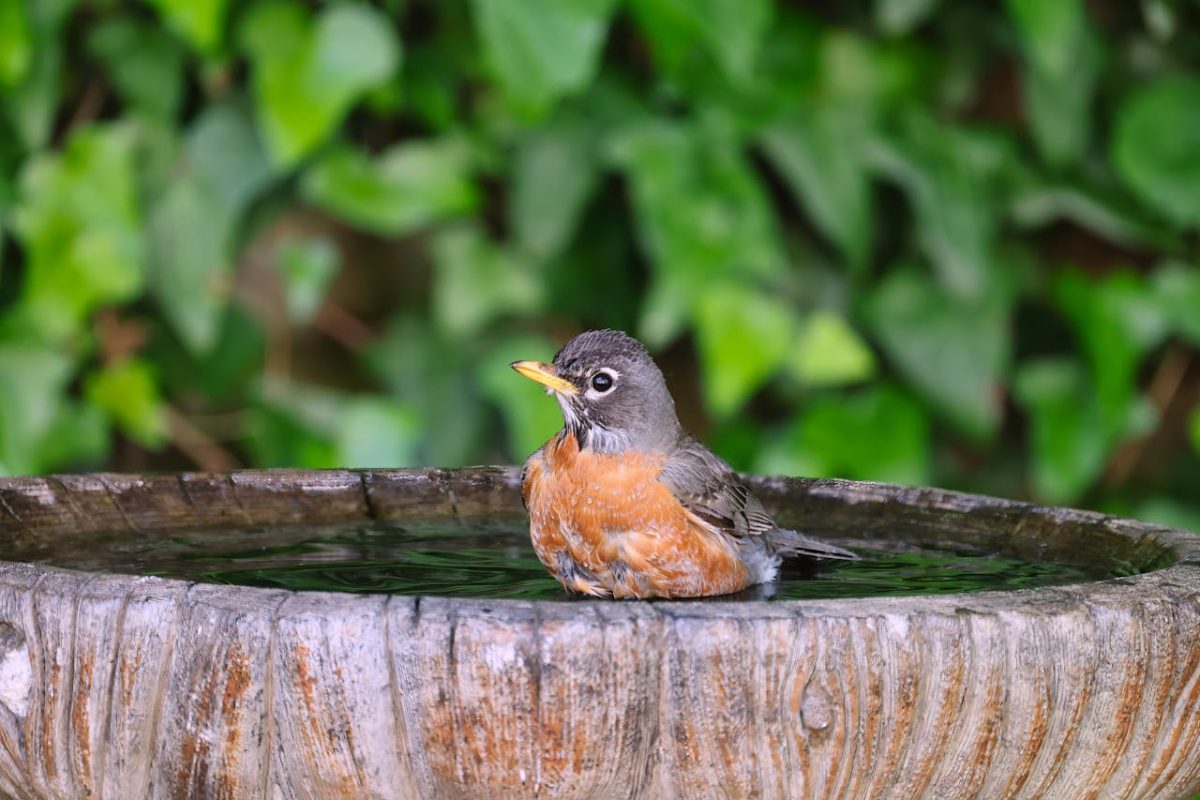 vogelbadje