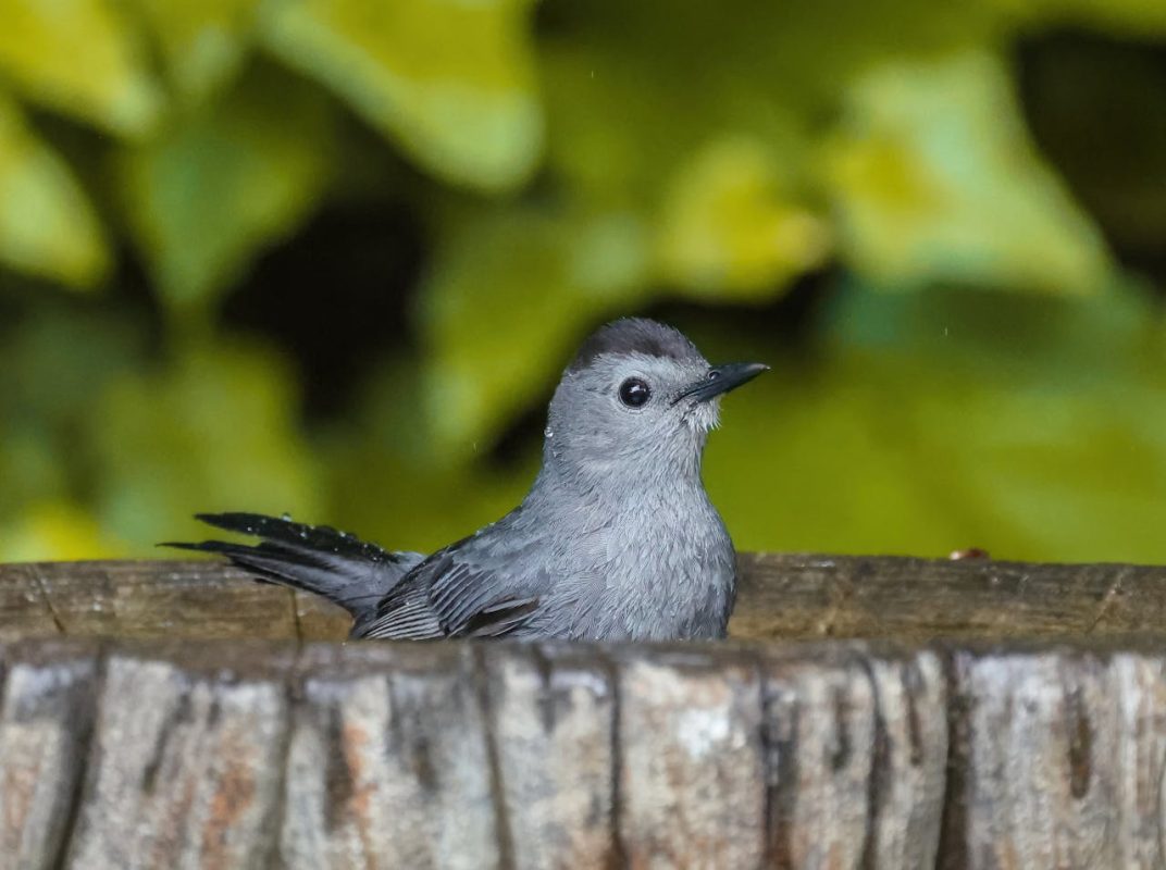 vogelbaden