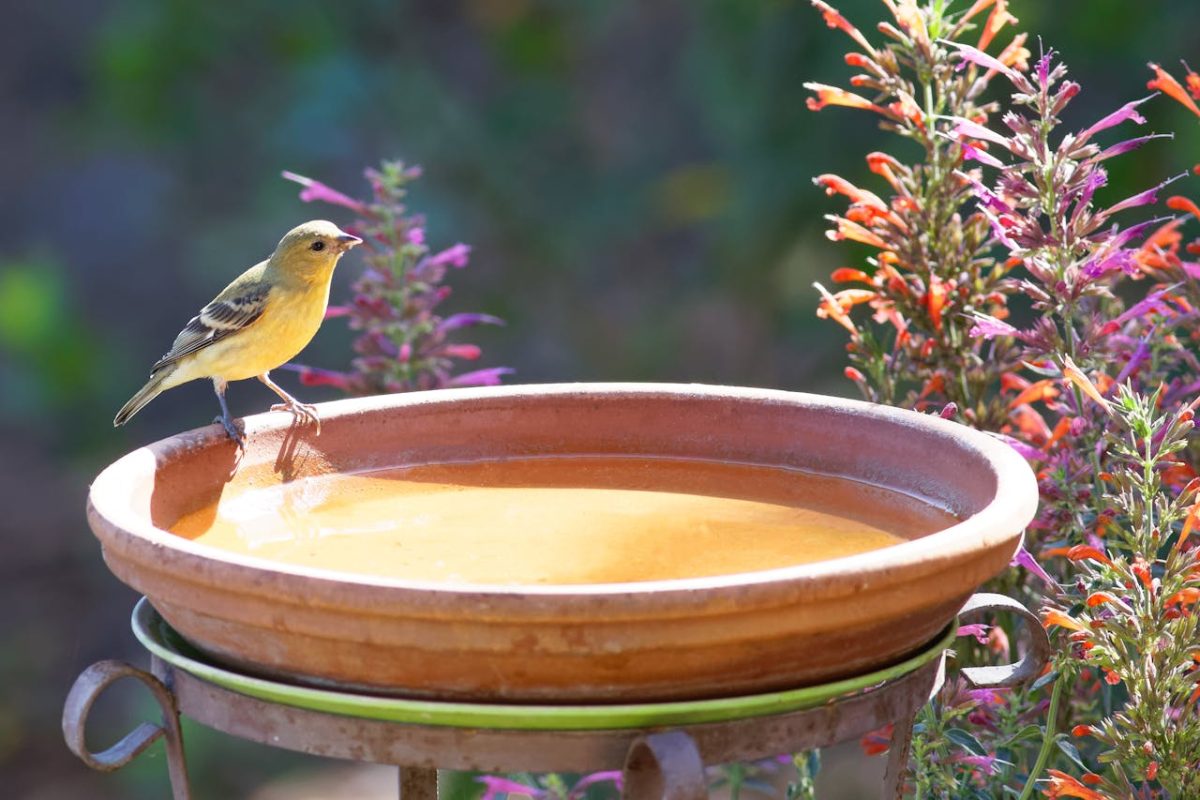 vogelbad in de tuin