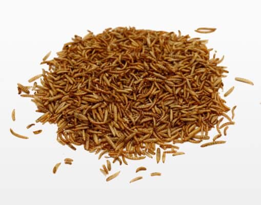 welke vogels eten meelwormen