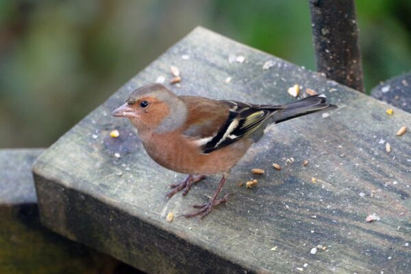 welke vogels eten meelwormen