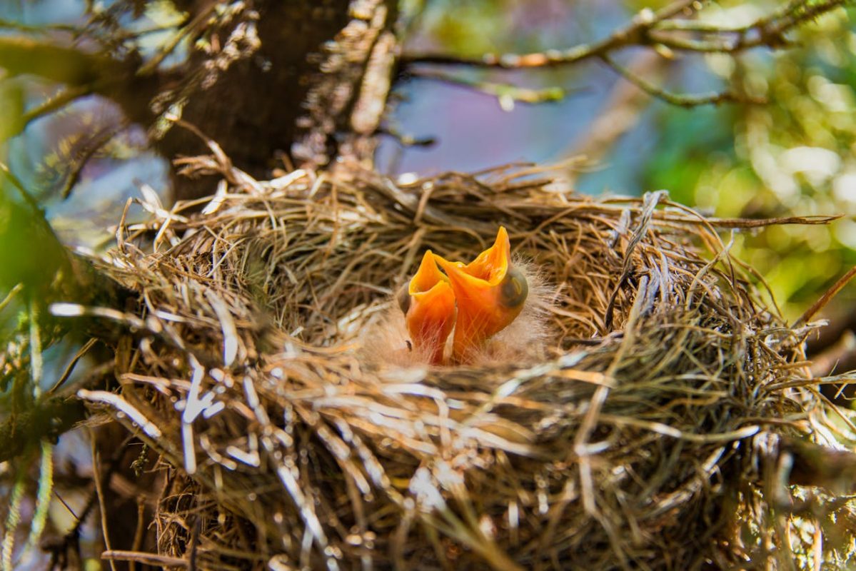 nest roodborstje