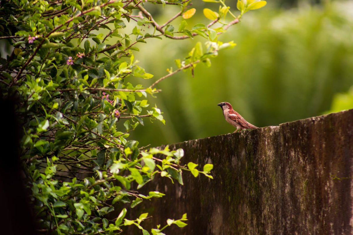 vogelvriendelijke tuin