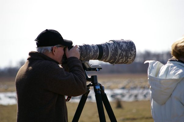 winter vogels