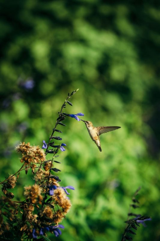 vogels spotten