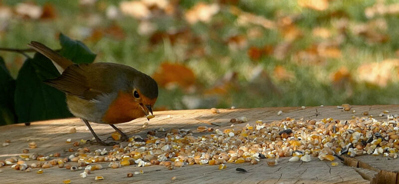 Voedzaam stooivoer vogelvoer zomer