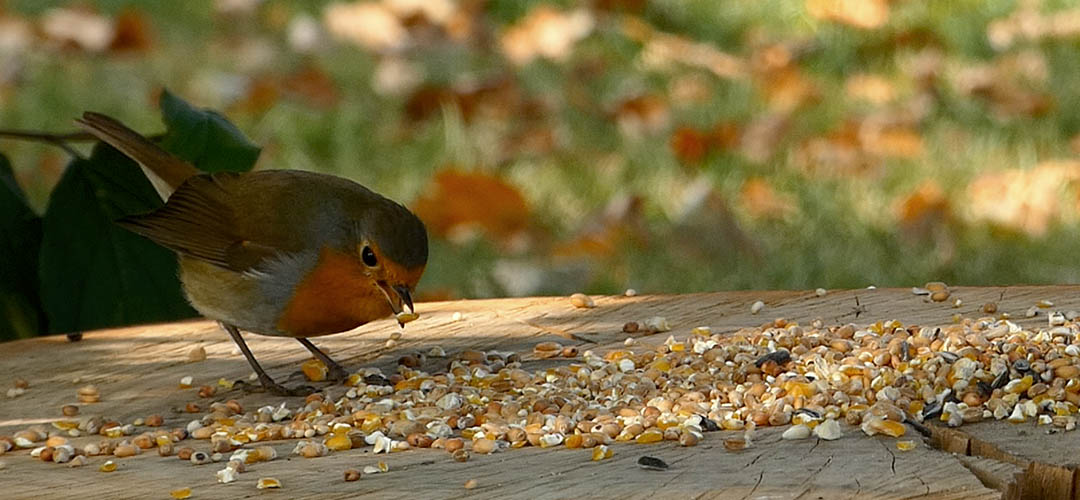 Voedzaam vogelvoer