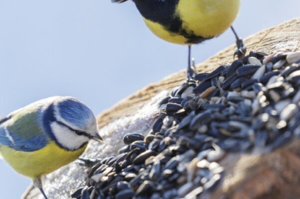 Lente in de tuin gepelde zonnebloempitten