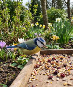 Pimpelmees eet zaden op houten voedertafel in lentetuin
