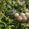 Pimpelmees eet van vetbollen in hangend voedermandje
