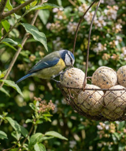 Pimpelmees eet van vetbollen in hangend voedermandje