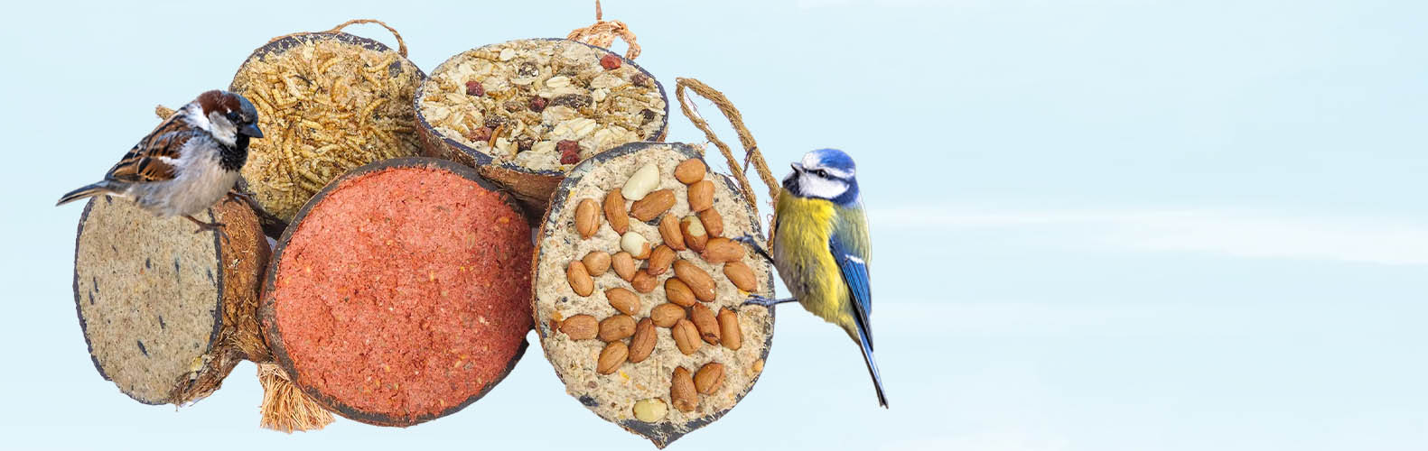 Vogels eten diverse voedermixen uit kokosnoten.