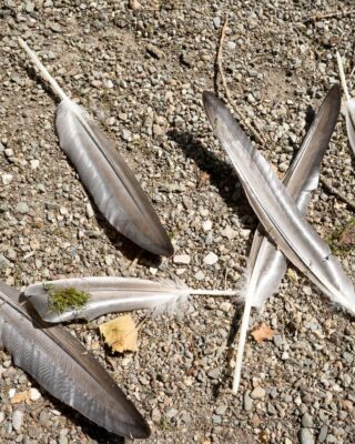 Grijze veren van vogels in de rui