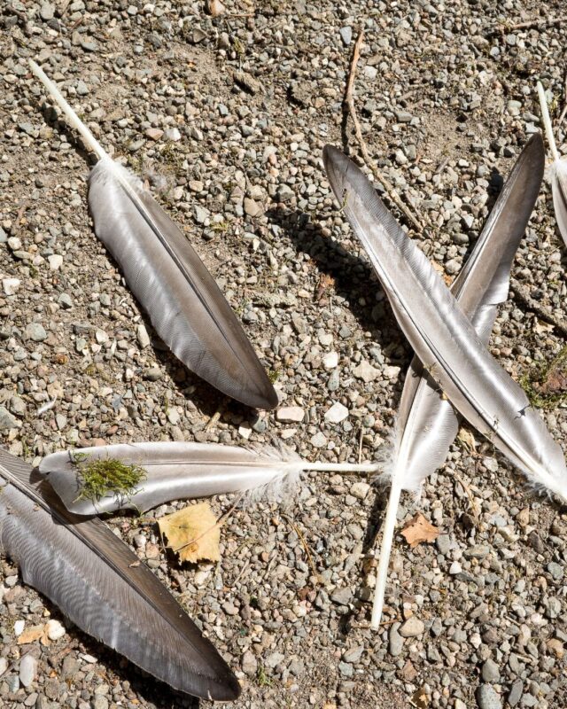 Grijze veren van vogels in de rui