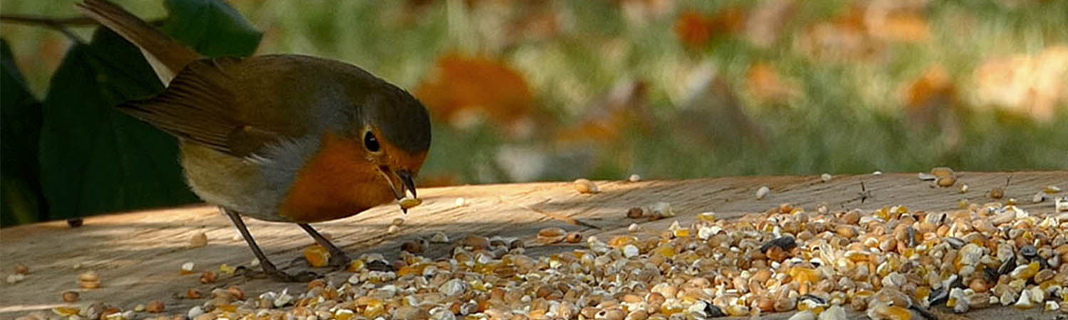 Roodborstje eet zaden supra all season strooivoer buiten.