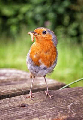 Roodborstje met meelworm op houten tafel buiten
