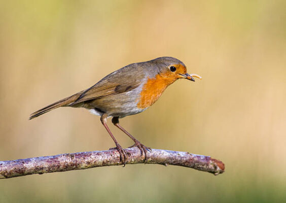roodborstje met meelworm in de bek op een stok
