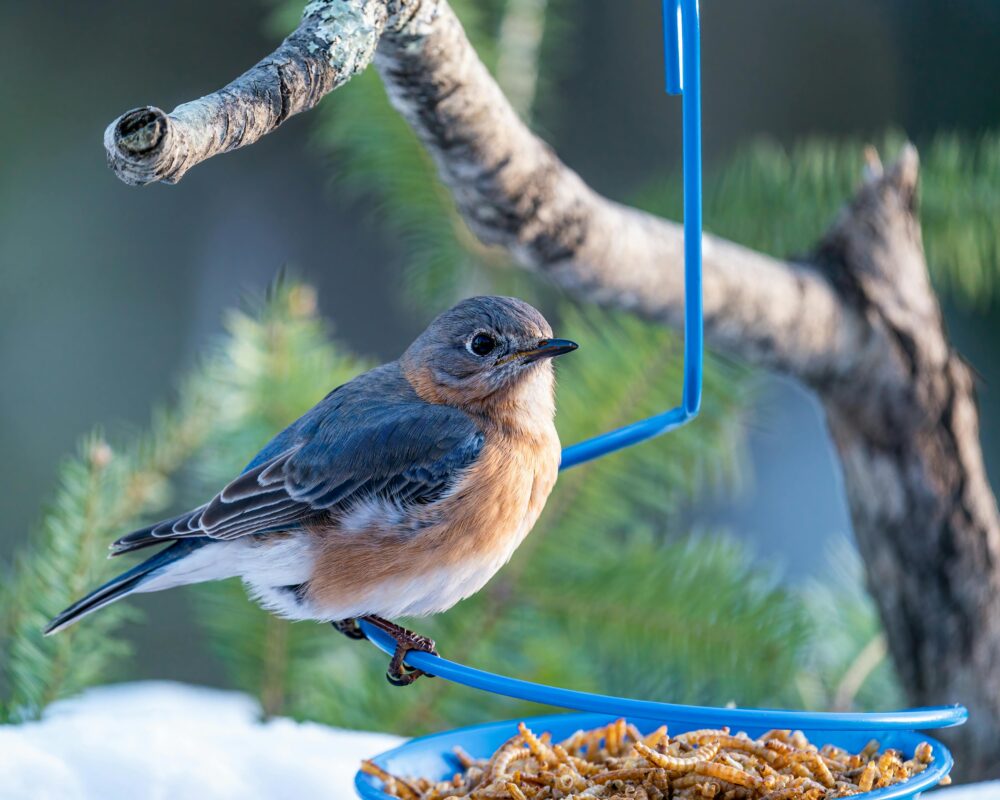 Vogel zit op tak naast voerbak in winter.