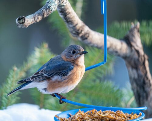 Vogel zit op tak naast voerbak in winter.