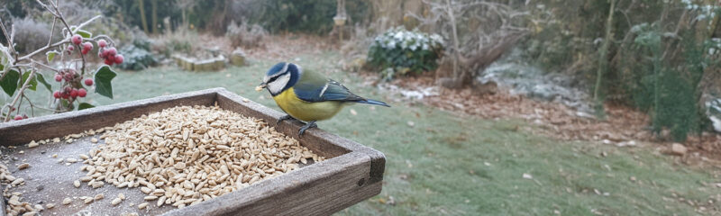 Pimpelmees eet zonnebloempitten bij voederbak in wintertuin.