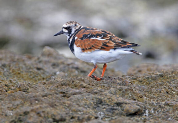 Arenaria interpres: zeldzame vogel in Nederland