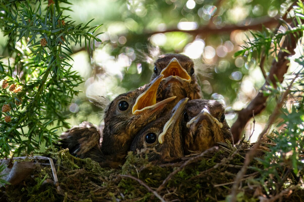 Drie jonge vogels met open snavels in nest tijdens het broedseizoen vogels