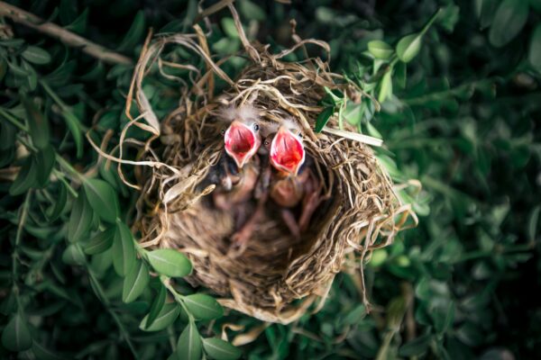 Twee jonge vogels in nest met open snavels