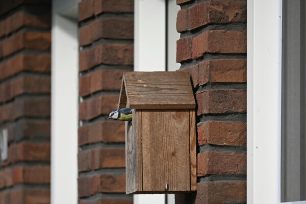 Koolmees bij houten nestkast aan bakstenen muur in het broedseizoen