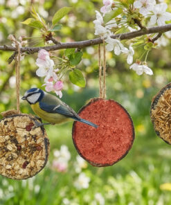 Pimpelmees op vogelvoer schijven hangend aan bloesemtak