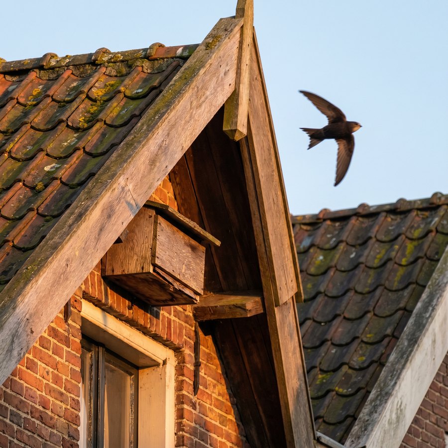 Gierzwaluw scheert bij avondlicht langs een Nederlandse daklijst