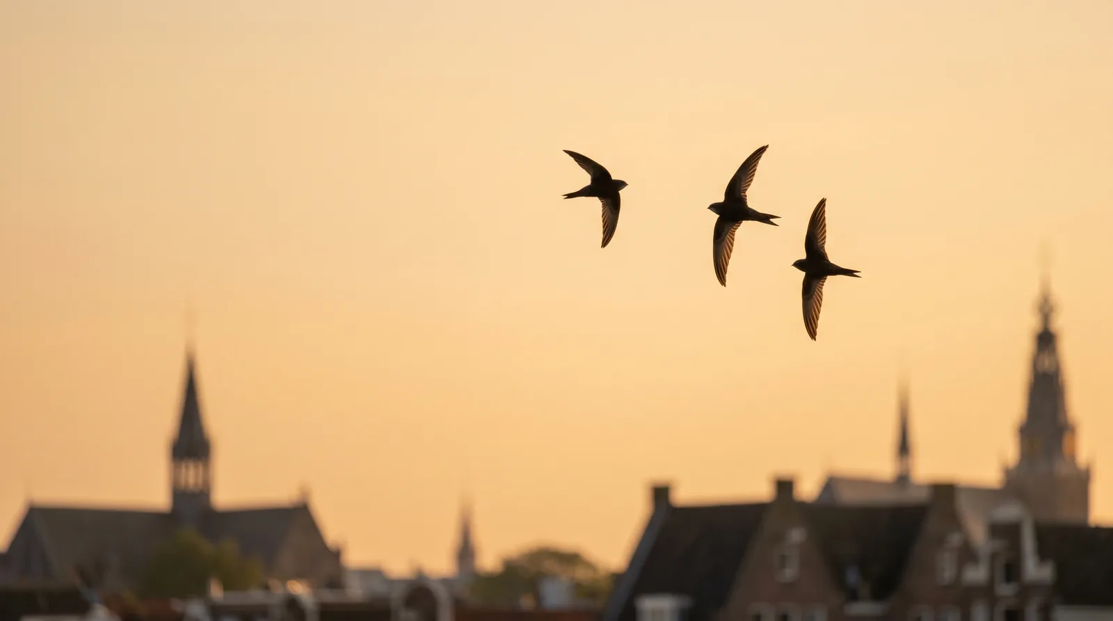 Kleine groep gierzwaluwen hoog in een late zomerlucht boven Nederlandse daken