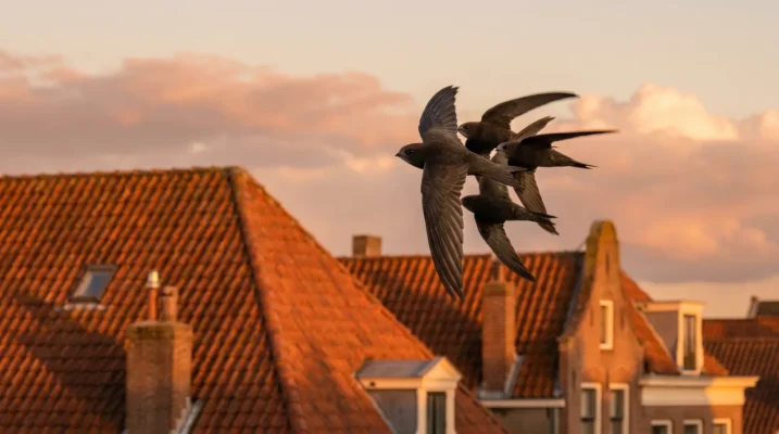 Gierzwaluwen met sikkelvormige vleugels jagen laag over Nederlandse daken in de avondlucht