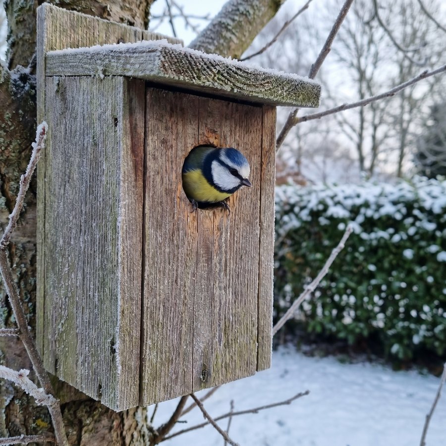 Koolmees kijkt uit een houten nestkast in een winterse tuin