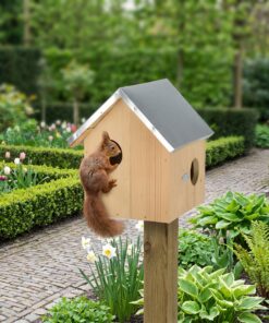 Eekhoorn bij Eekhoorn nestkast Walli in de tuin