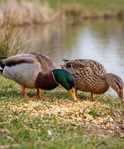 Wilde eenden eten Allround Eendenvoer op de oever