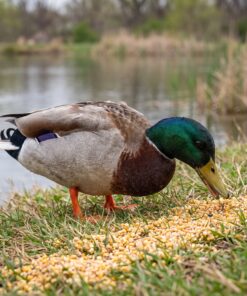 Wilde eend eet Eendenvoer Energy Plus op de oever