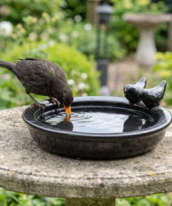 Merel drinkt uit een zwart keramieken vogelbad