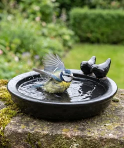 Pimpelmees baddert in een zwart keramieken vogelbad