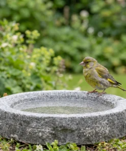 Groenling bij een granieten vogelbad
