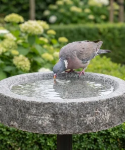 Houtduif drinkt uit een granieten vogelbad