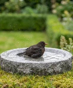 Merel baddert in een granieten vogelbad