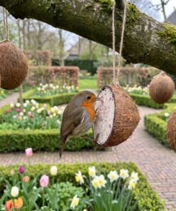 Roodborstje eet van Halve gevulde kokosnoot
