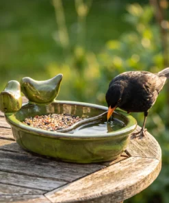 Merel bij een groene drinkschaal in de tuin