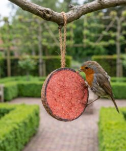 Roodborst eet uit halve gevulde kokosnoot met bessen in de tuin