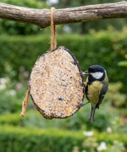 Koolmees eet uit halve gevulde kokosnoot met zadenmix in de tuin