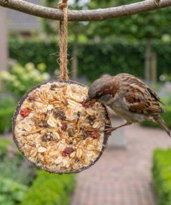 Huismus eet uit halve gevulde kokosnoot met granola in de tuin