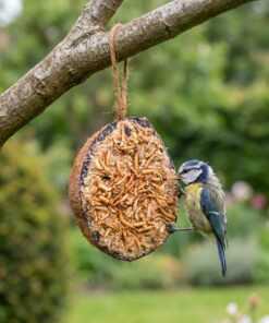 Pimpelmees eet uit halve gevulde kokosnoot met meelwormen in de tuin