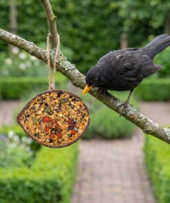Merel eet uit halve gevulde kokosnoot met vruchten in de tuin