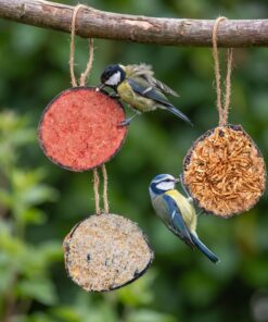 Mezen eten uit hangende gevulde kokosnoten van het mixpakket